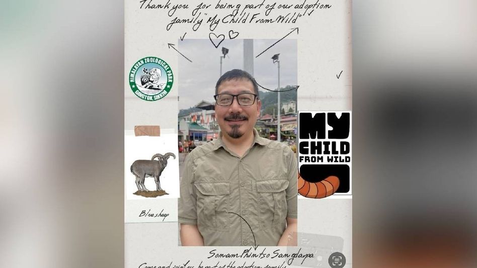 Sikkim Nationalised Transport department's chief engineer adopts blue sheep to support wildlife conservation Sikkim Nationalised Transport department's chief engineer adopts blue sheep to support wildlife conservation