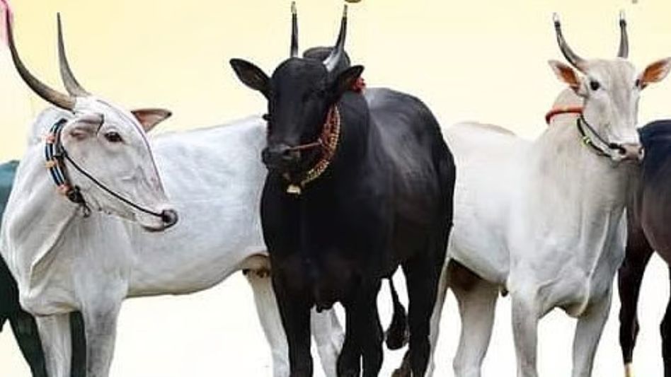 Assam: 7 held after cattle skulls found near namghar in Lakhimpur Assam: 7 held after cattle skulls found near namghar in Lakhimpur