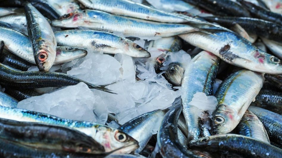 Nagaland releases 1 lakh fingerlings in Doyang river to boost fish population Nagaland releases 1 lakh fingerlings in Doyang river to boost fish population