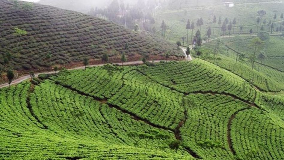 Tripura hikes tea garden workers’ wages from Rs 176 to Rs 204 Tripura hikes tea garden workers’ wages from Rs 176 to Rs 204