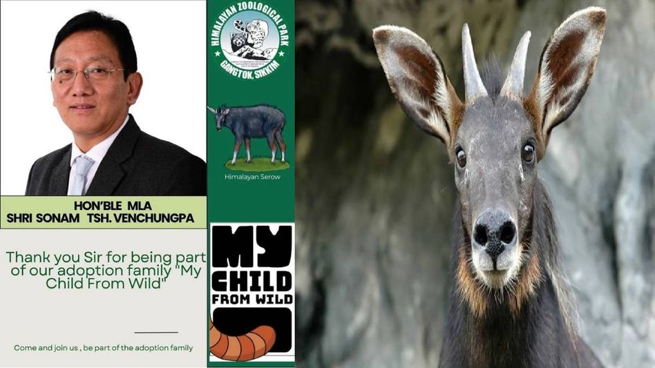 Sikkim MLA Sonam Tshering Venchungpa adopts Himalayan Serow under ‘My Child from Wild’ initiative Sikkim MLA Sonam Tshering Venchungpa adopts Himalayan Serow under ‘My Child from Wild’ initiative