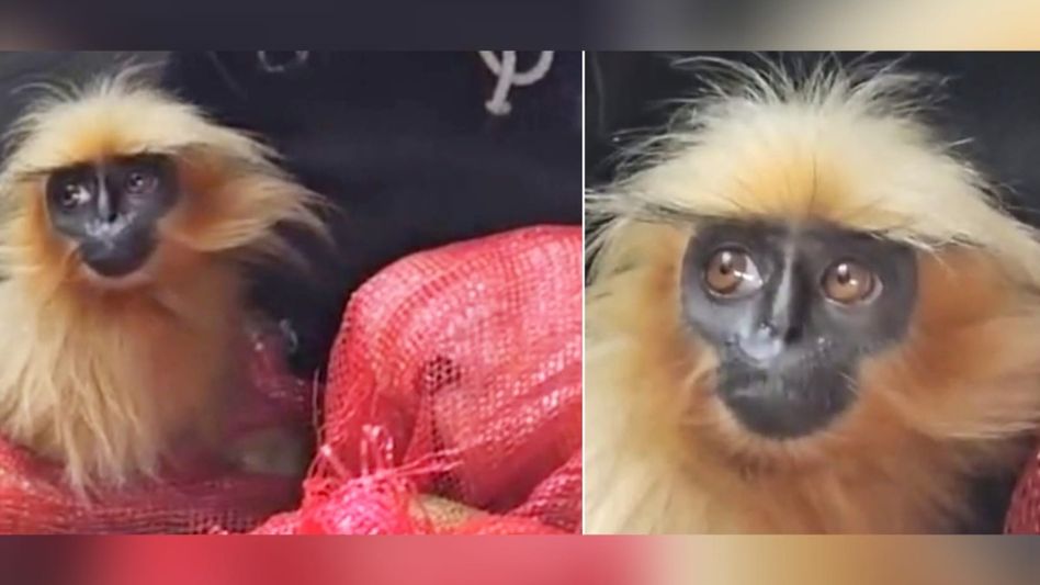 Golden langurs freed from smugglers in West Bengal, will they return to Assam or go to Gujarat? Golden langurs freed from smugglers in West Bengal, will they return to Assam or go to Gujarat?