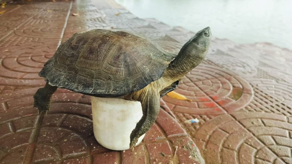 First phase of turtle study completed in Tripura's Kalyan Sagar Lake First phase of turtle study completed in Tripura's Kalyan Sagar Lake