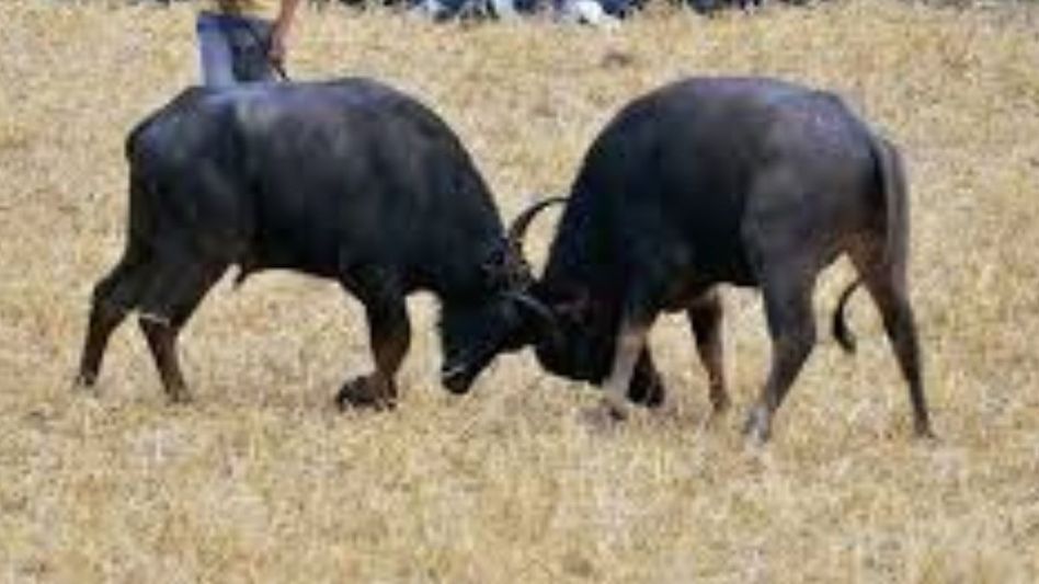 Mizoram: Aizawl bans animal fights linked to betting activities Mizoram: Aizawl bans animal fights linked to betting activities