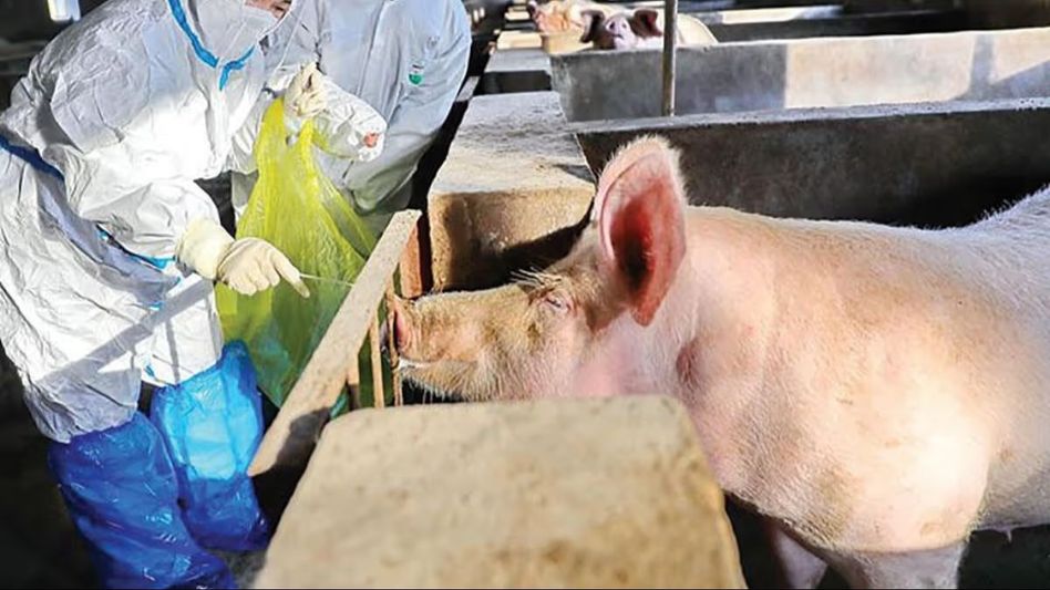 Nagaland: African Swine fever detected in Kohima; restrictions imposed in two villages Nagaland: African Swine fever detected in Kohima; restrictions imposed in two villages
