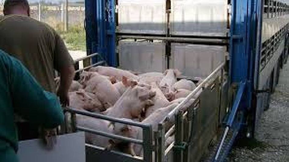 Assam imposes ban on rail transport of live pigs amid rising Swine Fever threat Assam imposes ban on rail transport of live pigs amid rising Swine Fever threat