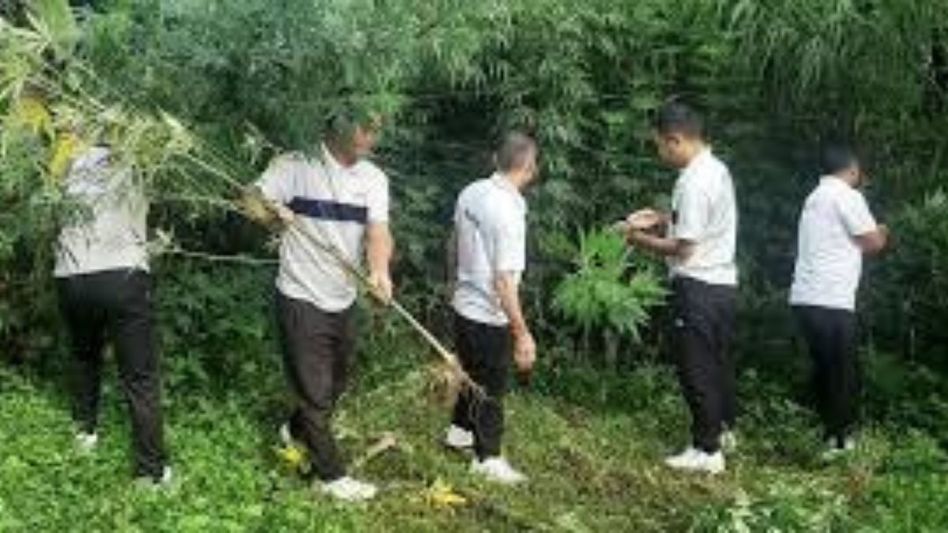 Sikkim police destroy 800 cannabis plants in Soreng district Sikkim police destroy 800 cannabis plants in Soreng district