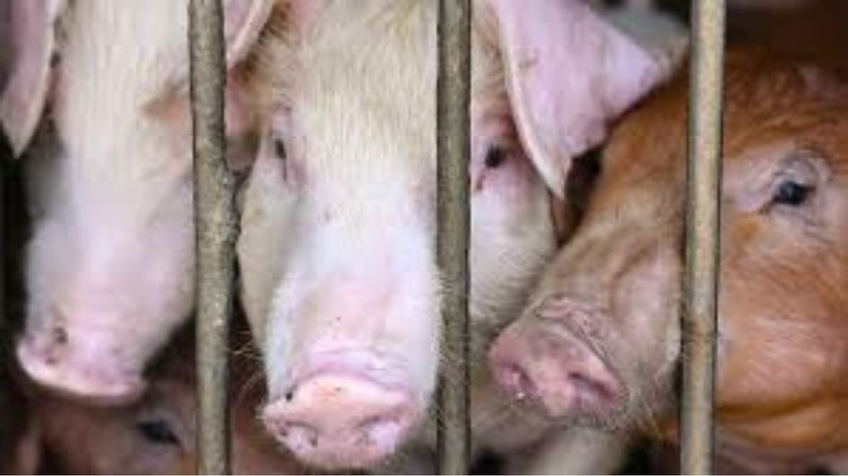 African swine fever hits Arunachal’s Longding; containment zones declared African swine fever hits Arunachal’s Longding; containment zones declared