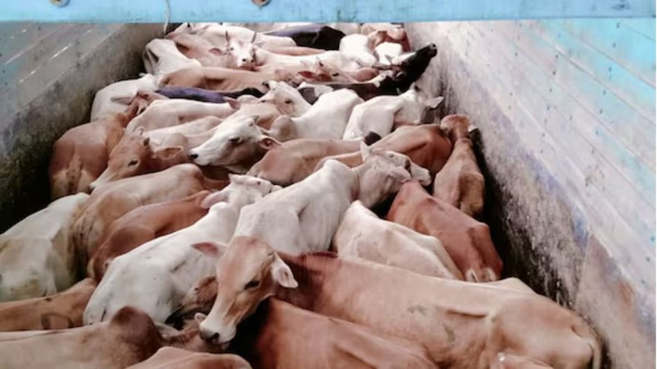 Nearly 200 arrested, over 1.7 tonnes of beef seized in statewide crackdown: Assam Police Nearly 200 arrested, over 1.7 tonnes of beef seized in statewide crackdown: Assam Police