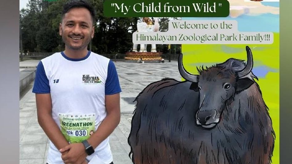 Sikkim social worker adopts senior yak to highlight heritage, environmental care Sikkim social worker adopts senior yak to highlight heritage, environmental care