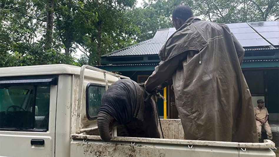 Kaziranga officials to the rescue: Elephant calf reunited with mother Kaziranga officials to the rescue: Elephant calf reunited with mother