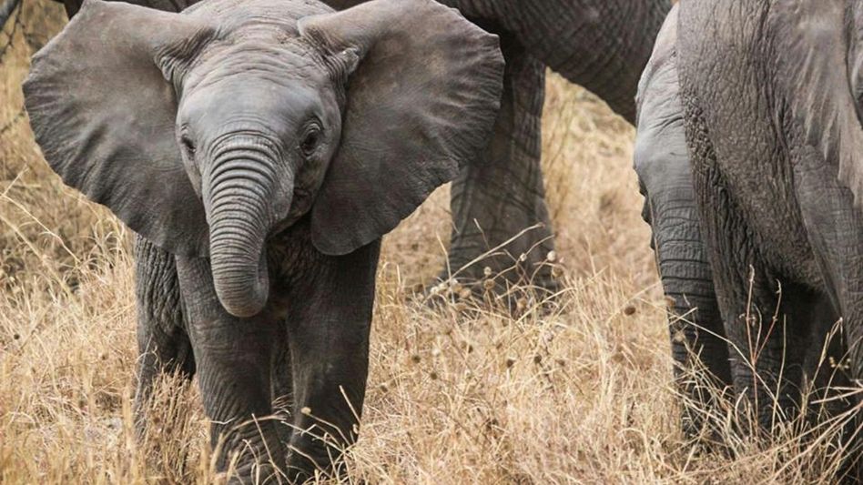 Elephant calf trapped in Arunachal's Tirap district rescued after two-day ordeal Elephant calf trapped in Arunachal's Tirap district rescued after two-day ordeal