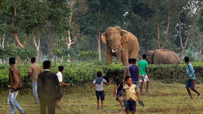 Assam’s human-elephant conflict claims over 2,600 lives in 23 years: Report
