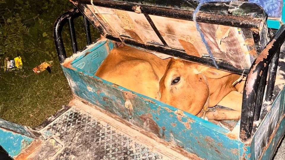 Assam: Cattle smuggling attempt foiled in Dhubri, one arrested with hidden cow in e-rickshaw Assam: Cattle smuggling attempt foiled in Dhubri, one arrested with hidden cow in e-rickshaw