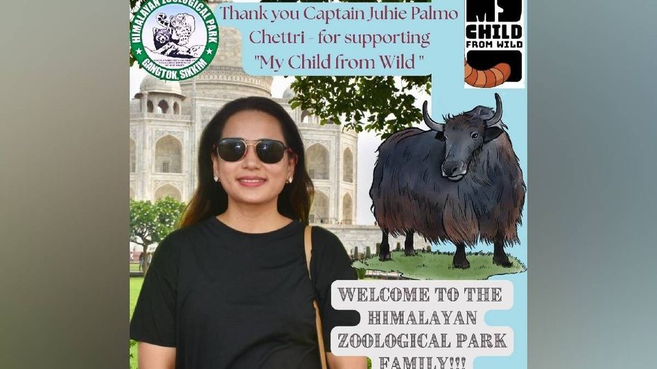 Sikkim’s first commercial lady pilot adopts Yak ‘Abo’ under wildlife conservation drive Sikkim’s first commercial lady pilot adopts Yak ‘Abo’ under wildlife conservation drive
