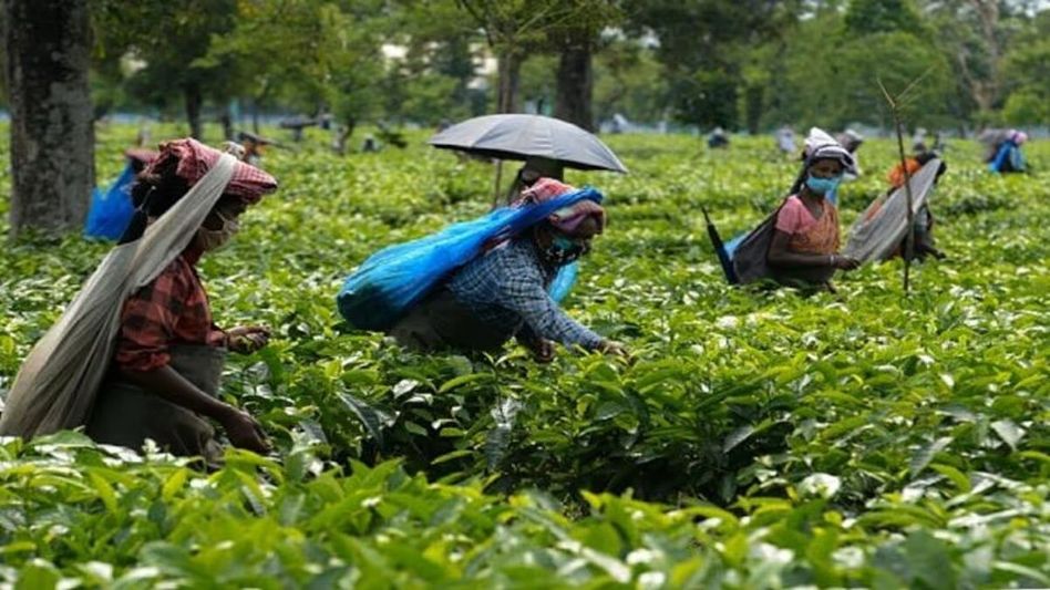 Guwahati Tea Auction Centre sees 27% surge in sales during April–June 2025 quarter Guwahati Tea Auction Centre sees 27% surge in sales during April–June 2025 quarter