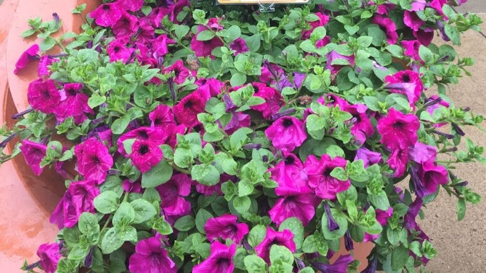 Sikkim govt urges staff to adopt flower pots for greener offices Sikkim govt urges staff to adopt flower pots for greener offices