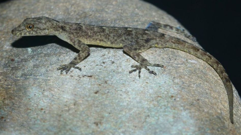 New day Gecko species ‘Cnemaspis brahmaputra’ discovered in Assam New day Gecko species ‘Cnemaspis brahmaputra’ discovered in Assam