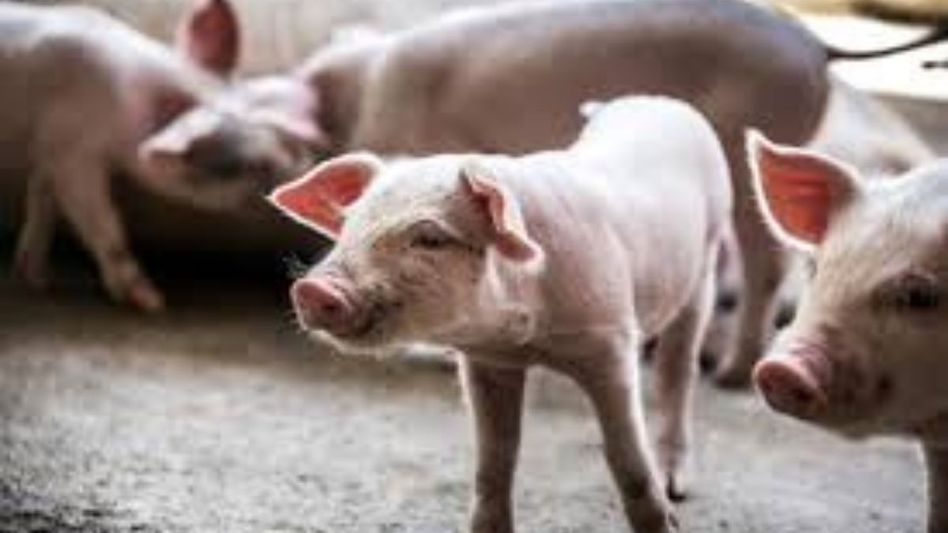 Mizoram loses Rs 963 crore, 68,000 pigs to African Swine fever since 2021 Mizoram loses Rs 963 crore, 68,000 pigs to African Swine fever since 2021