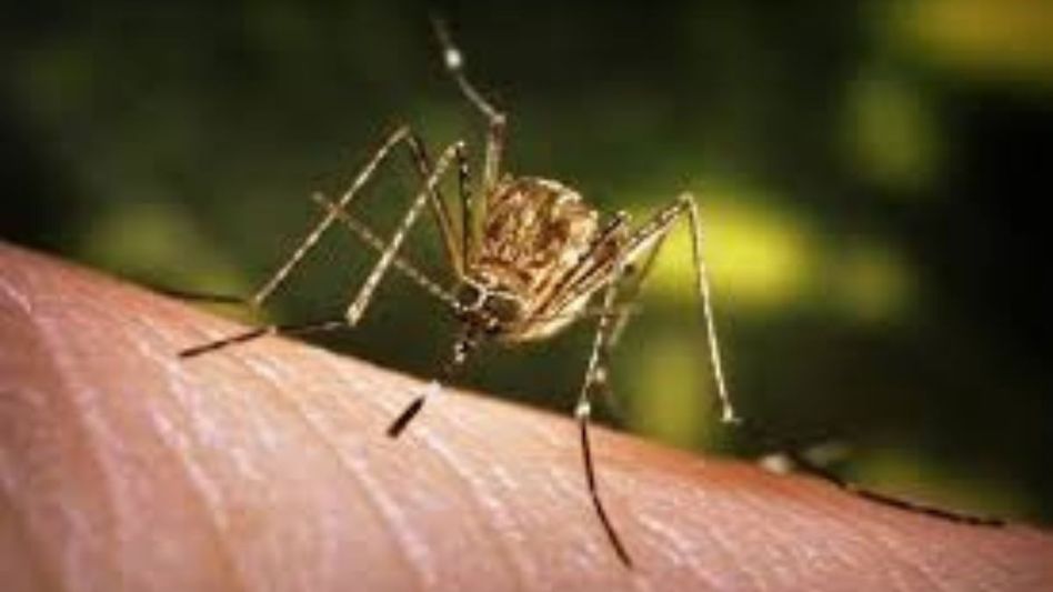 Two die of Japanese Encephalitis in Nagaland; Health officials raise alarm Two die of Japanese Encephalitis in Nagaland; Health officials raise alarm