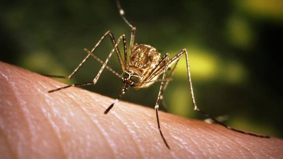 Assam: 7-year-old girl succumbs to Japanese Encephalitis in Titabor Assam: 7-year-old girl succumbs to Japanese Encephalitis in Titabor