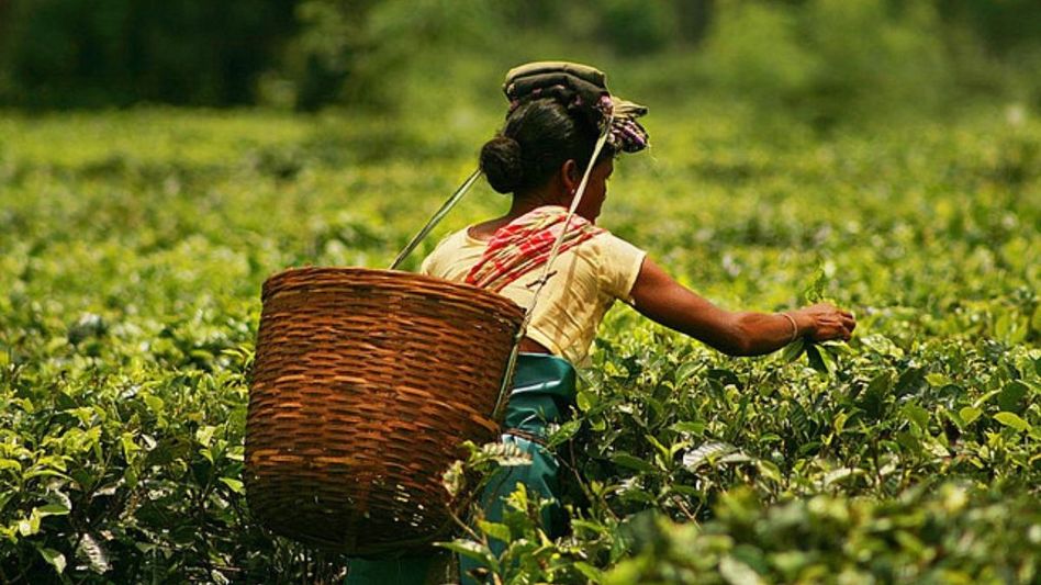 FTA with UK a game-changer: Assam tea to enter British market duty-free, says Himanta FTA with UK a game-changer: Assam tea to enter British market duty-free, says Himanta