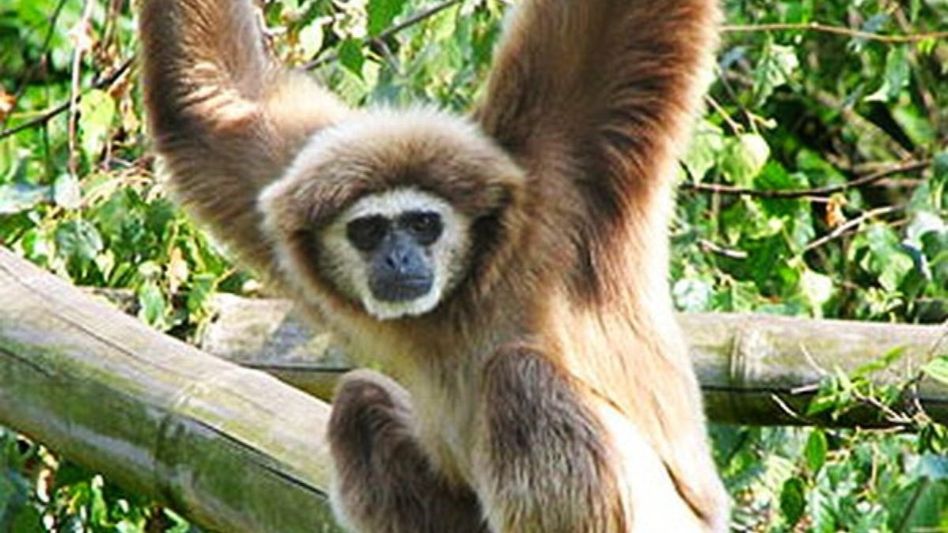 Tripura unveils action plan to save India’s only ape, the endangered Hoolock Gibbon Tripura unveils action plan to save India’s only ape, the endangered Hoolock Gibbon