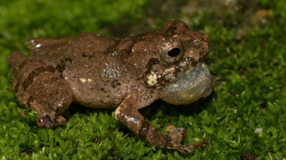 Two new frog species from Meghalaya named after Khasi culture Two new frog species from Meghalaya named after Khasi culture