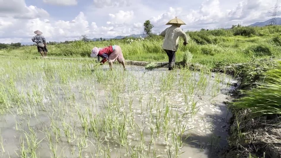 Manipur’s farmland falls silent as conflict cripples agriculture Manipur’s farmland falls silent as conflict cripples agriculture