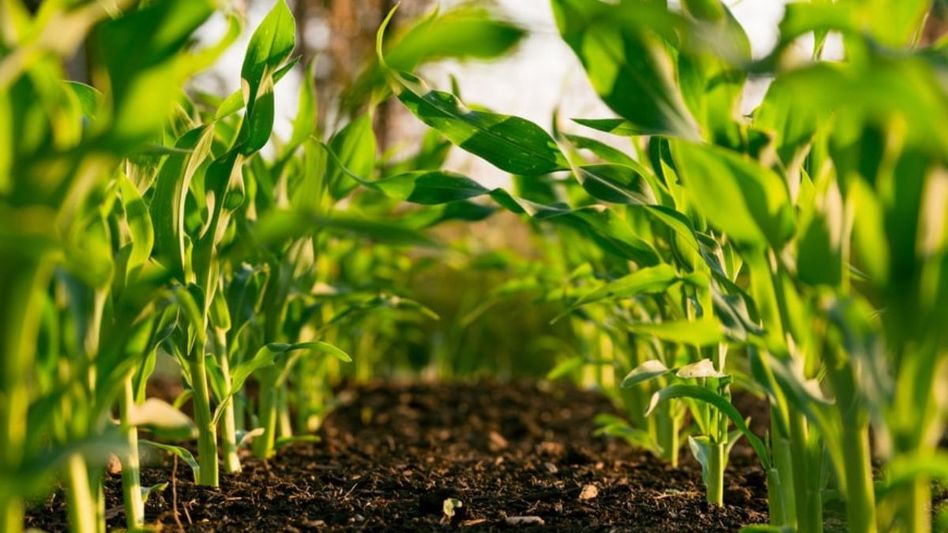 Centre backs organic farming in Assam hills with Rs 10.76 crore boost Centre backs organic farming in Assam hills with Rs 10.76 crore boost