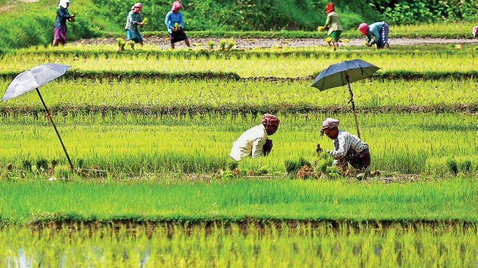 Tripura farmers to receive Rs 45.43 crore under PM-KISAN on August 2: Agriculture Minister Tripura farmers to receive Rs 45.43 crore under PM-KISAN on August 2: Agriculture Minister