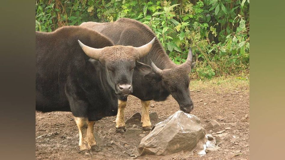 Northeast scientists, farmers urge Centre to include Mithun under livestock mission Northeast scientists, farmers urge Centre to include Mithun under livestock mission