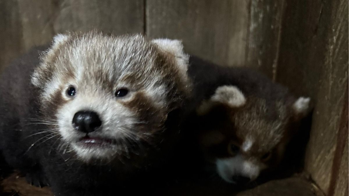 Red Panda cubs born after 7 years at Sikkim’s Himalayan Zoo Red Panda cubs born after 7 years at Sikkim’s Himalayan Zoo