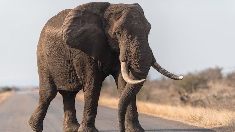 Third elephant attack in a month claims life in Arunachal’s Tirap district Third elephant attack in a month claims life in Arunachal’s Tirap district