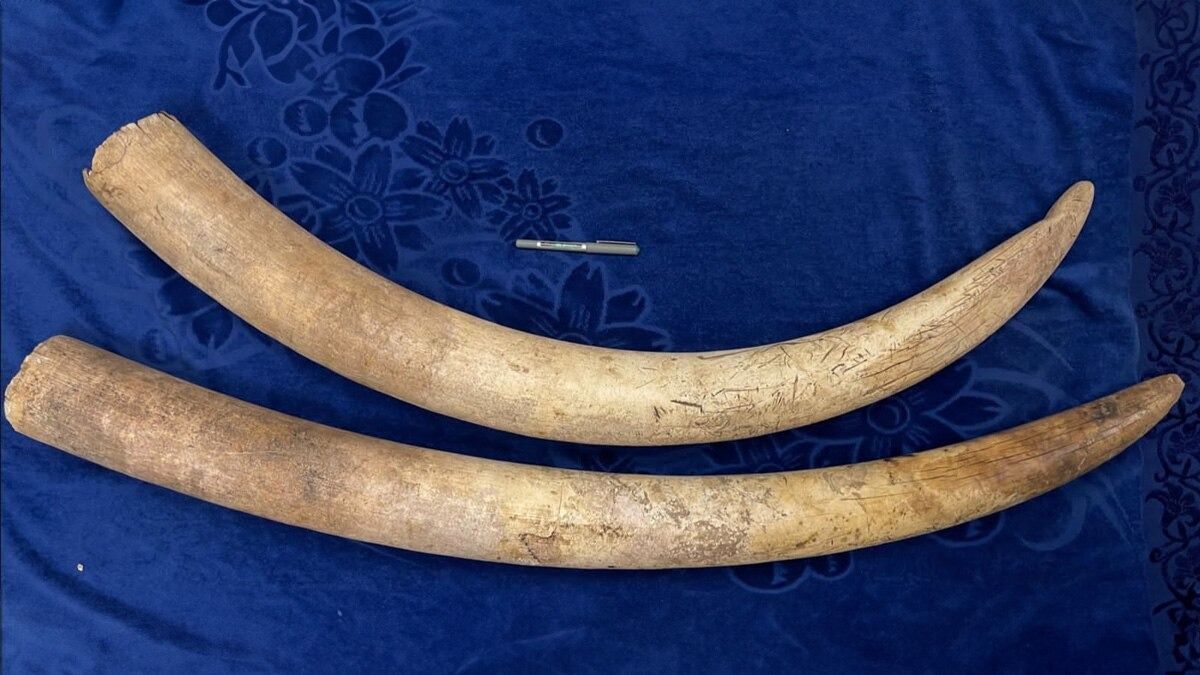 Three elephant tusks seized in Tripura’s Unakoti, accused on the run