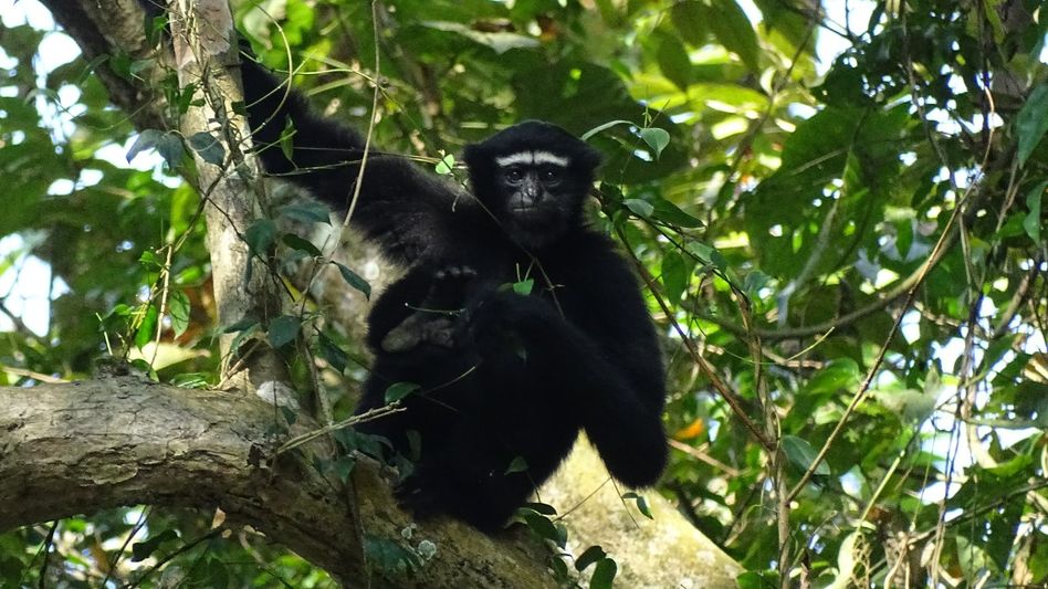 With 7000 Gibbon's in Assam, India's only ape, the Western Hoolock Gibbon declared among 25 most endangered primates With 7000 Gibbon's in Assam, India's only ape, the Western Hoolock Gibbon declared among 25 most endangered primates