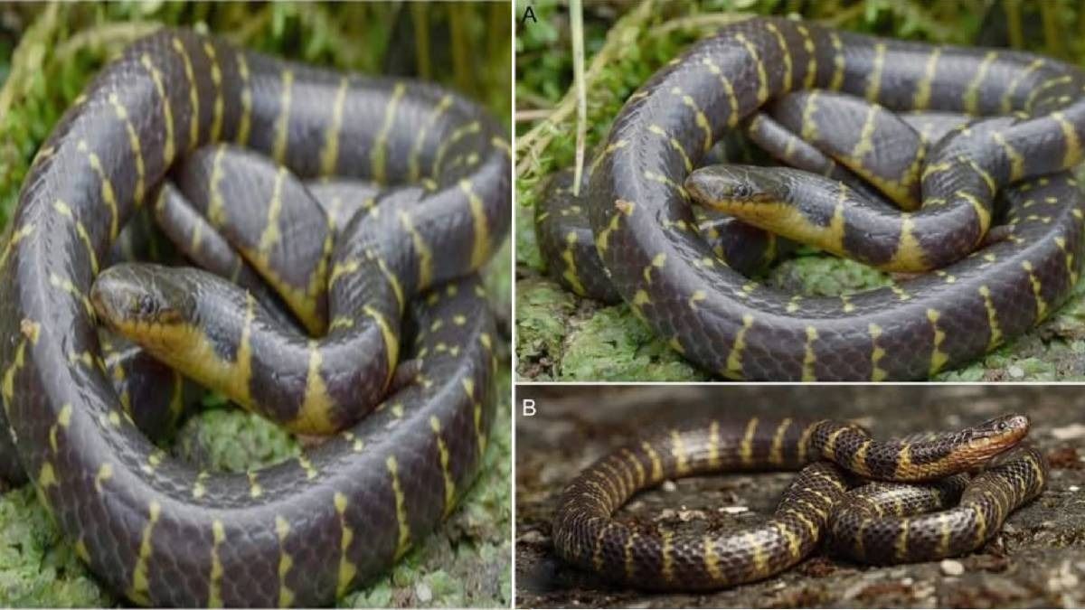 New snake species discovered in Mizoram forests New snake species discovered in Mizoram forests