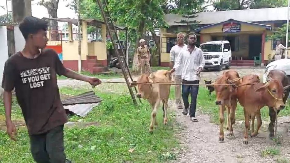 Assam: Police seize pickup truck transporting cattle in Sapkata, two arrested Assam: Police seize pickup truck transporting cattle in Sapkata, two arrested