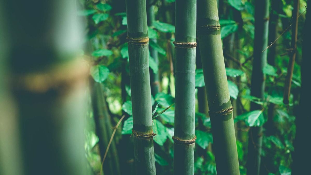 Arunachal to host India’s first private bamboo-based 2G ethanol plant Arunachal to host India’s first private bamboo-based 2G ethanol plant