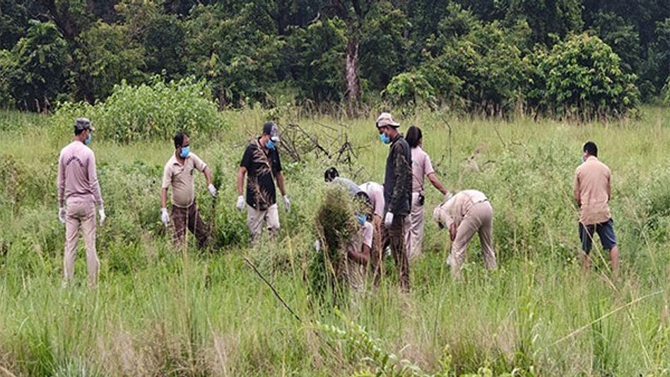 Assam forest staff clear 5.2 hectares of invasive weed in Pobitora Sanctuary Assam forest staff clear 5.2 hectares of invasive weed in Pobitora Sanctuary