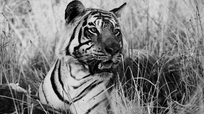 BBC documentary showcases Ranthambore’s tiger legacy and conservation efforts