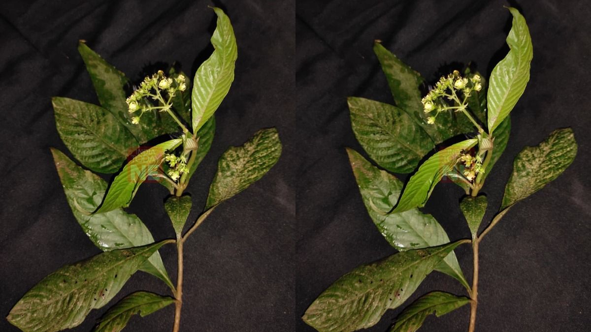 Rare Mycetia malayana recorded in India for the first time from Tripura’s Kachari waterfall Rare Mycetia malayana recorded in India for the first time from Tripura’s Kachari waterfall