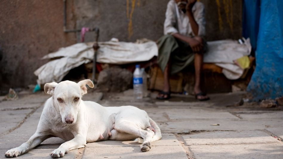 Supreme Court reserves order on plea against stray dog removal in Delhi-NCR Supreme Court reserves order on plea against stray dog removal in Delhi-NCR