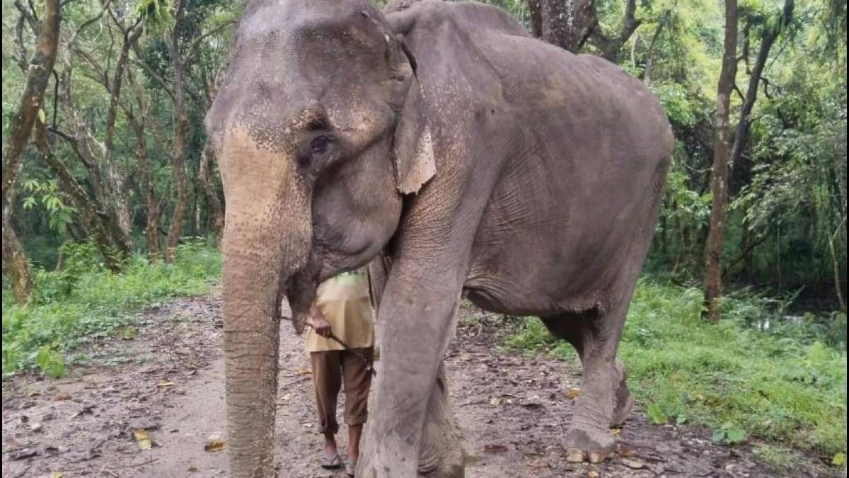 Kaziranga bids farewell to Mohanmala, the park’s 85-year-old guardian elephant Kaziranga bids farewell to Mohanmala, the park’s 85-year-old guardian elephant