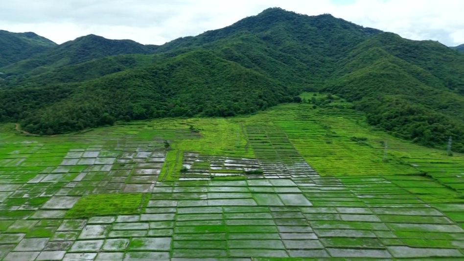 Manipur’s farmland crisis deepens as conflict leaves fields abandoned Manipur’s farmland crisis deepens as conflict leaves fields abandoned