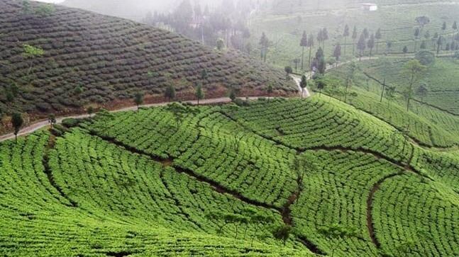 Tea garden