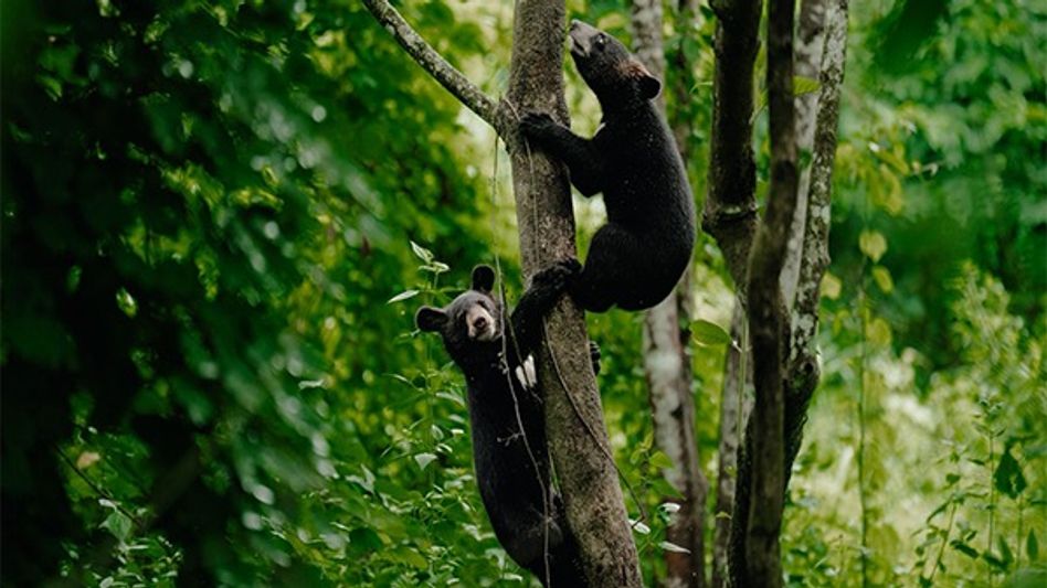 Two orphaned Asiatic black bear cubs find new home in Assam's Dehing Patkai Two orphaned Asiatic black bear cubs find new home in Assam's Dehing Patkai