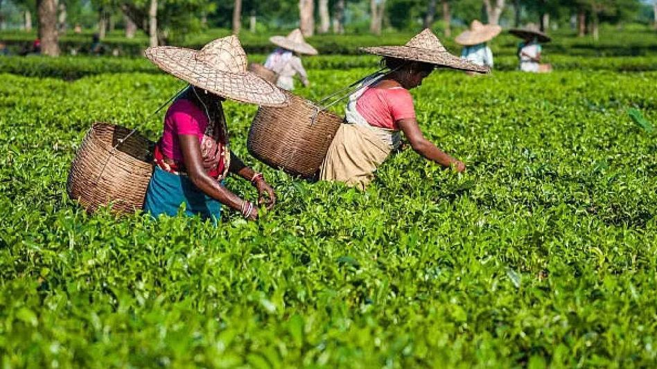 Excessive import of Kenyan Tea might doom Assam’s tea industry: MLA Mrinal Saikia raises alarm Excessive import of Kenyan Tea might doom Assam’s tea industry: MLA Mrinal Saikia raises alarm