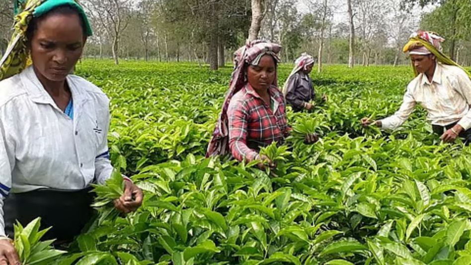 Assam tea associations raise alarm over imports, auctions, and pesticide norms to tea board Assam tea associations raise alarm over imports, auctions, and pesticide norms to tea board