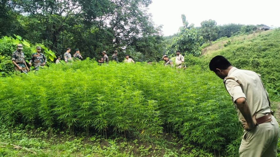 Tripura police destroy over 4.28 lakh ganja saplings in Sepahijala district crackdown Tripura police destroy over 4.28 lakh ganja saplings in Sepahijala district crackdown